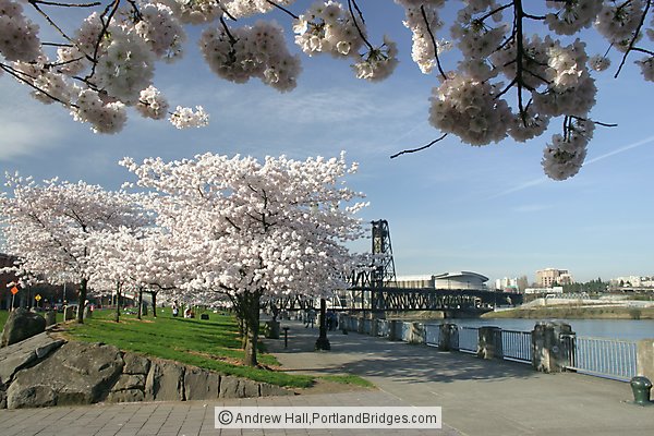 Waterfront Blossoms, Portland Riverfront