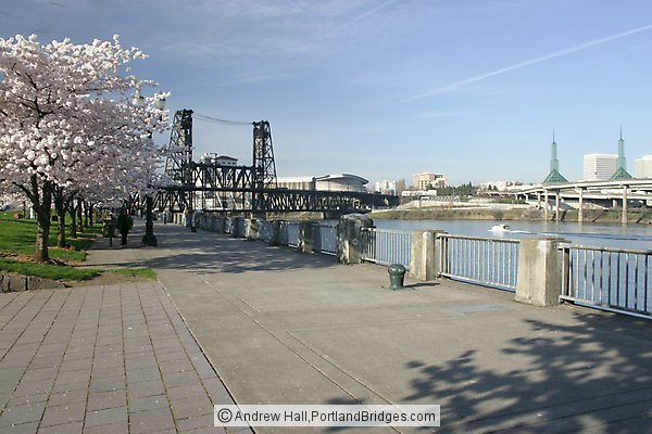 Waterfront, Blossoms, Steel Bridge (Portland, Oregon)