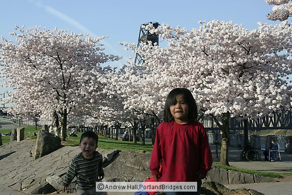 Kids Waterfront Park, Spring Blossoms (Portland, Oregon)