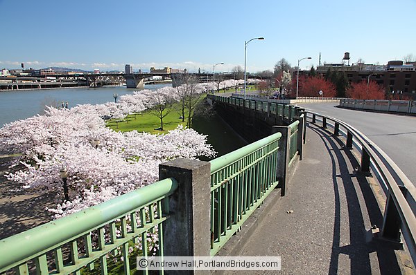 Portland Waterfront Cherry Blossoms from Steel Bridge