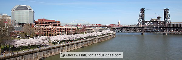 Portland Steel Bridge, Waterfront Cherry Blossoms, Panorama