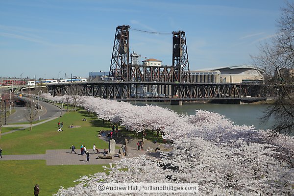 Portland Waterfront Cherry Blossoms, Steel Bridge
