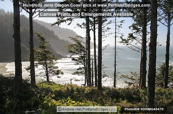Heceta Head, Trees, Oregon Coast