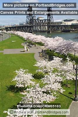 Steel Bridge and Cherry Blossoms, Waterfront Park (Portland, Oregon)