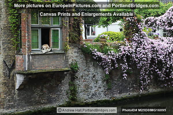 Fidele, Dog in the Window, Bruges