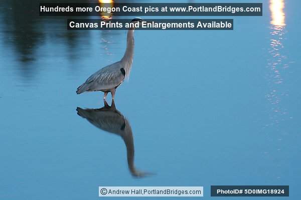Blue Heron, Yaquina Bay, Newport, Oregon