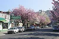 Portland Chinatown Blossoms 