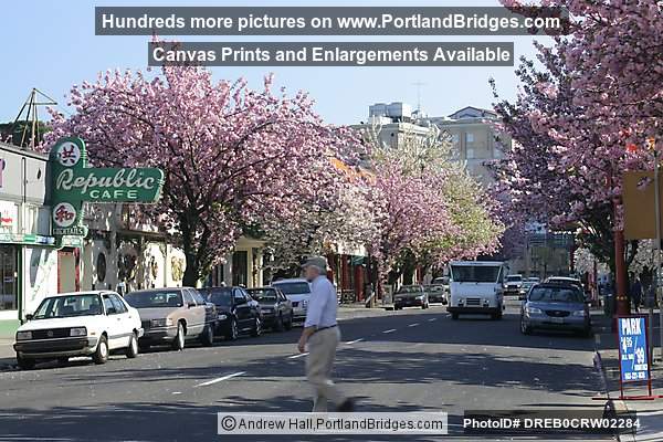 Portland Chinatown, Spring Blossoms