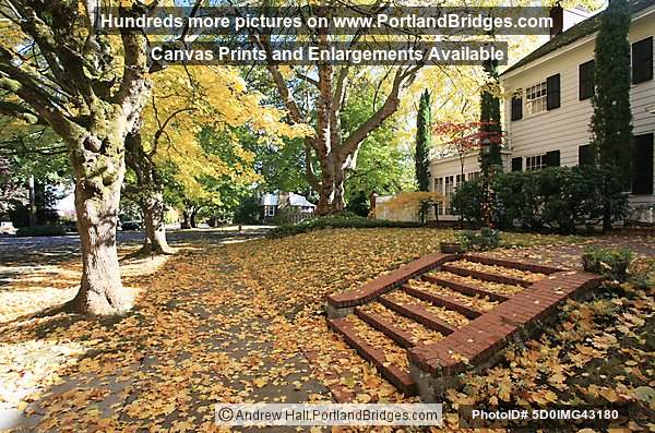 Irvington Fall Leaves, NE Portland