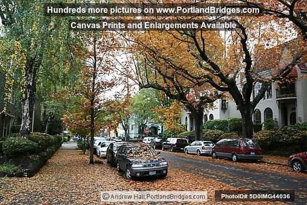 NW Portland Fall Leaves
