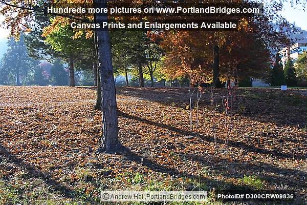 Fall Leaves, SW Portland