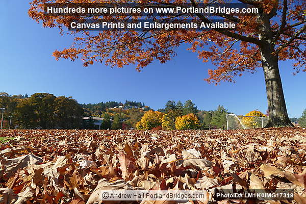 Fall Leaves in Willamette Park (Portland, Oregon)