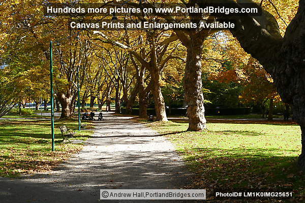 Stanley Park, Fall Leaves, Vancouver, BC
