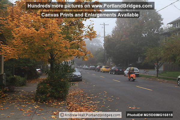 Fall Leaves, NE Knott Street, Portland