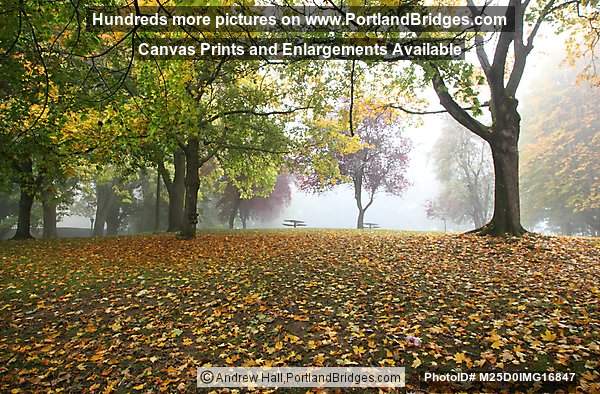 Irving Park, Fall Leaves, Portland