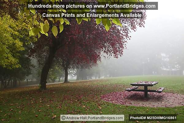 Irving Park, Fall Leaves, Portland