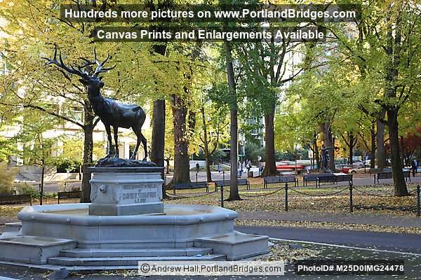 Thompson Elk, Fall Leaves, Chapman Square (Portland, Oregon)
