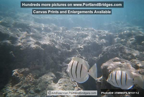 Oahu, Hawaii:  Hanauma Bay, Underwater, Fish