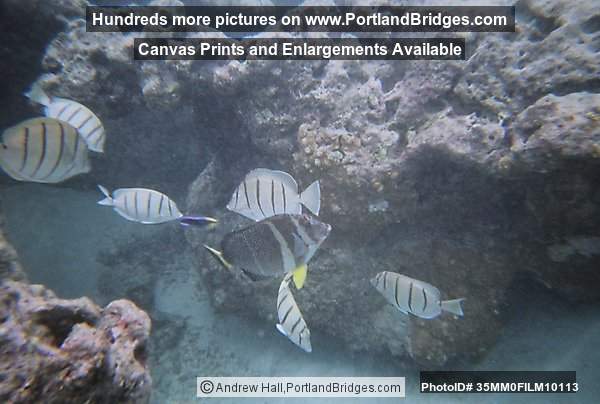 Oahu, Hawaii:  Hanauma Bay, Underwater, Fish