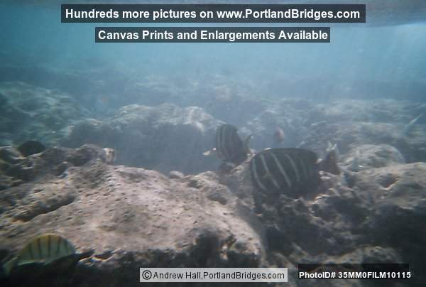 Oahu, Hawaii:  Hanauma Bay, Underwater, Fish