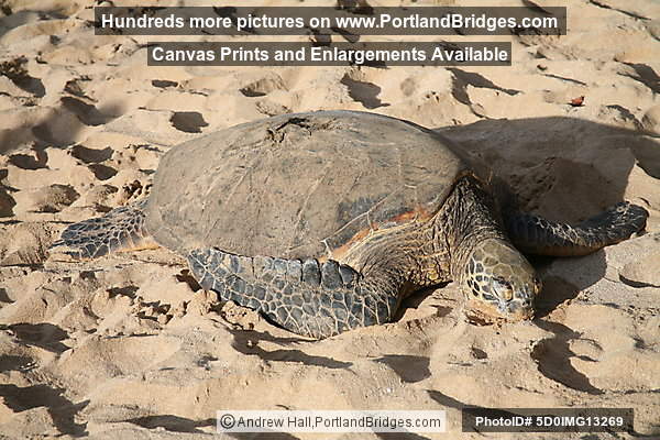 Oahu, Hawaii:  North Shore, Turtle Beach
