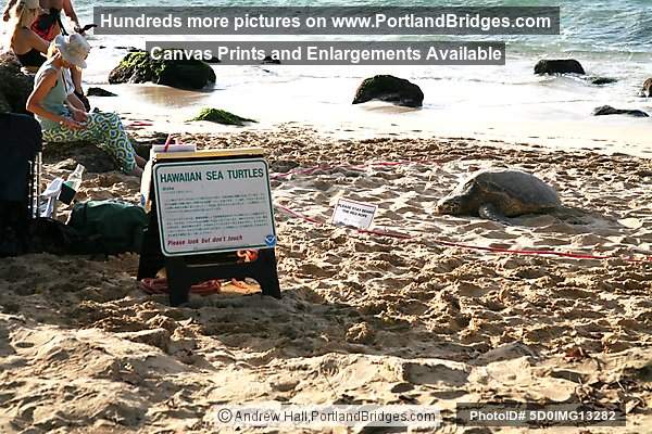 Oahu, Hawaii:  North Shore, Turtle Beach