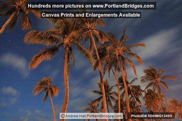 Oahu, Hawaii:  North Shore, Haleiwa, Palm Trees, Night Sky