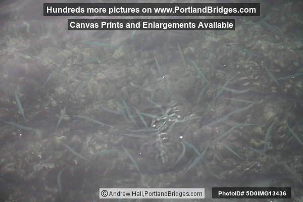 Fish in ocean at Waikiki Beach