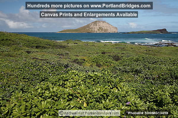 Oahu, Hawaii:  Makapu'u Beach Park