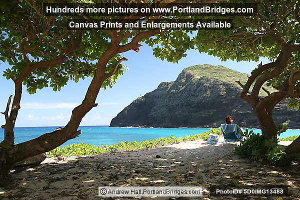 Oahu, Hawaii:  Makapu'u Beach Park, Through Trees