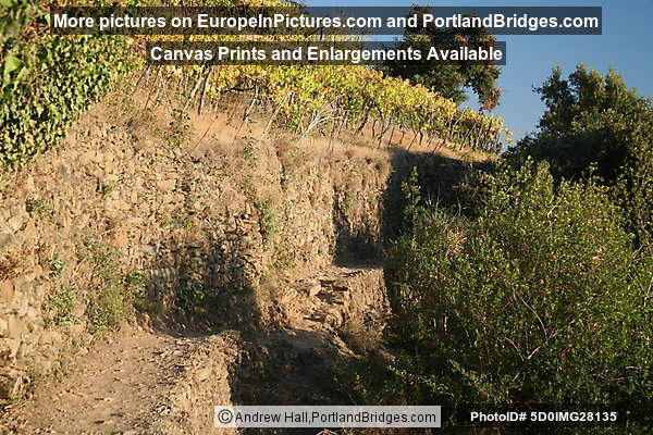 Cinque Terre: Between Vernazza and Monterosso