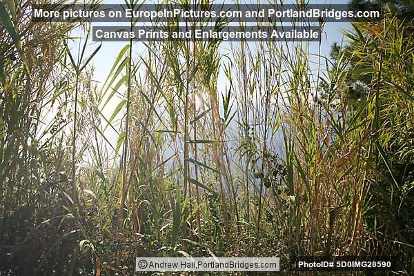 Cinque Terre: Between Corniglia and Vernazza