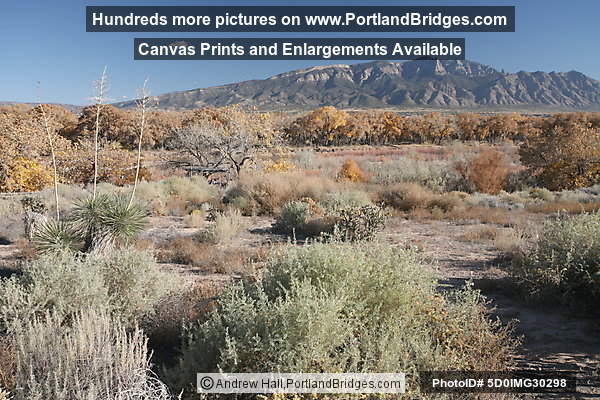 Coronado State Monument, Fall Leaves, Sandia Mountains, Albuquerque (Bernalillo) New Mexico