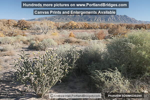 Coronado State Monument, Fall Leaves, Sandia Mountains, Albuquerque (Bernalillo) New Mexico