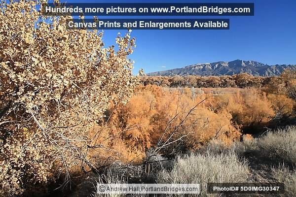 Coronado State Monument, Fall Leaves, Albuquerque (Bernalillo) New Mexico
