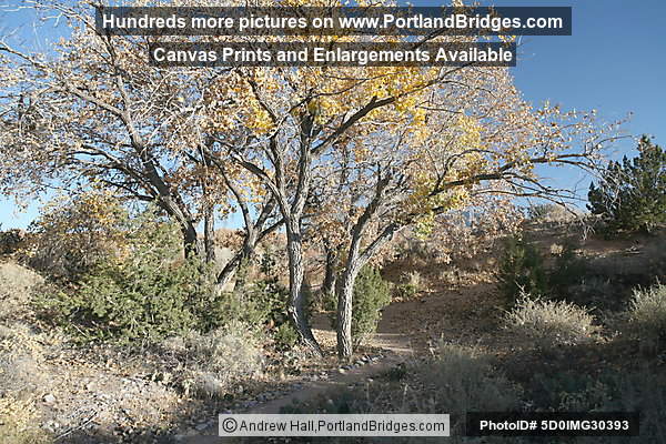 Coronado State Monument, Fall Leaves, Albuquerque (Bernalillo) New Mexico