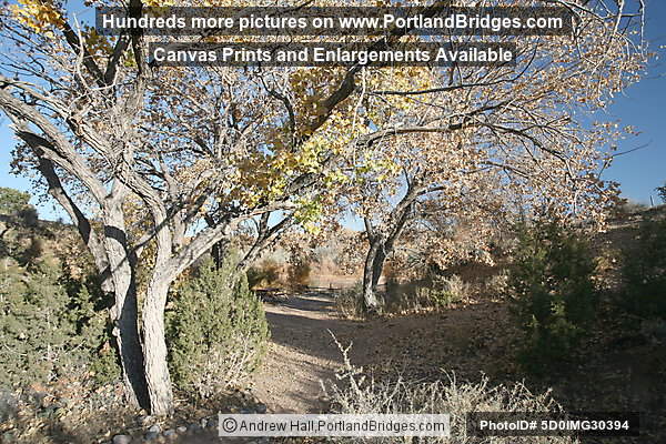 Coronado State Monument, Fall Leaves, Albuquerque (Bernalillo) New Mexico