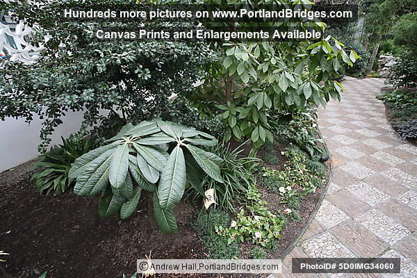 Portland Classical Chinese Garden