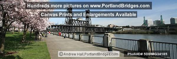 Tom McCall Waterfront Park, Blossoms, Steel Bridge (Portland, Oregon)