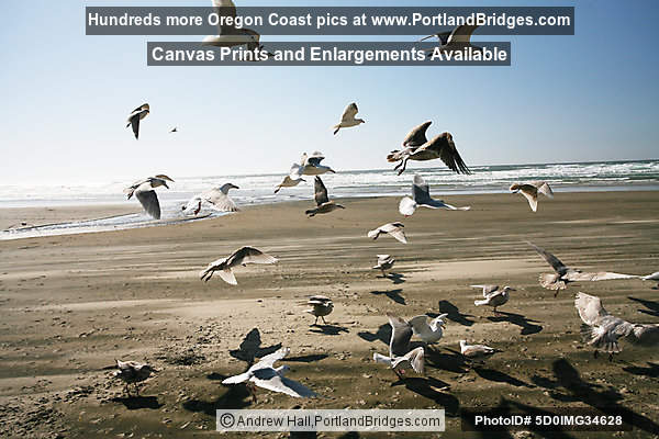 Nye Beach, Seagulls, Newport, Oregon