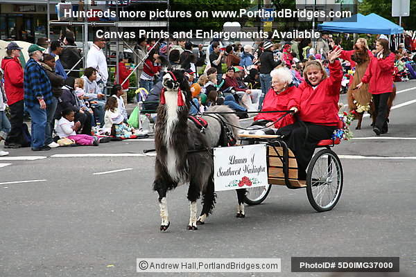 Llamas of Southwest Washington, 2008 Grand Floral Parade (Portland, Oregon)