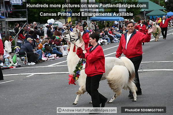 Llamas of Southwest Washington, 2008 Grand Floral Parade (Portland, Oregon)