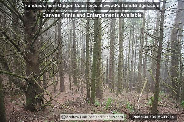 Trees, Cape Sebastian