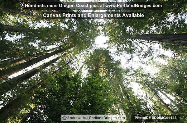 Prairie Creek Redwoods State Park, Looking Up, Ah-Pah Trail