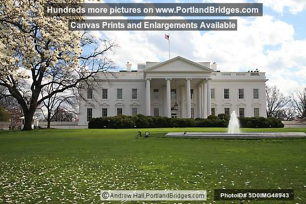 North Facade, White House, Spring Blossoms