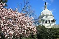 Washington DC Cherry Blossoms 