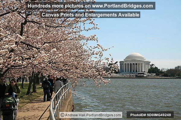 Jefferson Memorial, Spring Blossoms, Tidal Basin