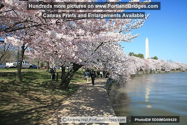 Washington Monument, Tidal Basin, Spring Blossoms