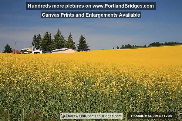 Banks, Oregon, Rapeseed Field