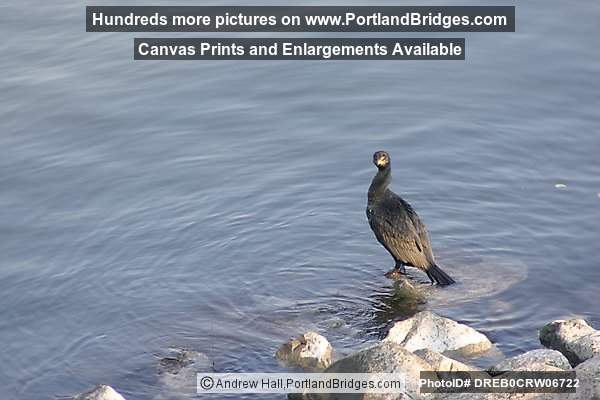 Bird on the Willamette River (Portland, Oregon)